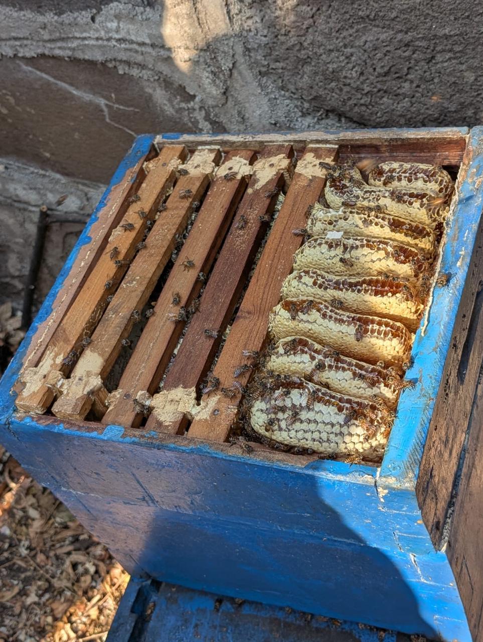 Bee Hive Super Full With Honey